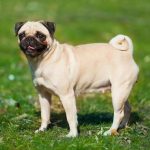 Ile kosztuje mops? Poznaj ceny i czynniki wpływające na wydatki związane z pupilem
