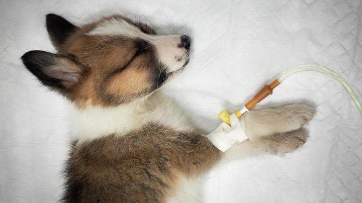 Jak rozpoznać i skutecznie walczyć z parwowirozą u psów?