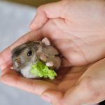 Jak skutecznie rozpoznać płeć u chomika – praktyczny przewodnik dla hodowców