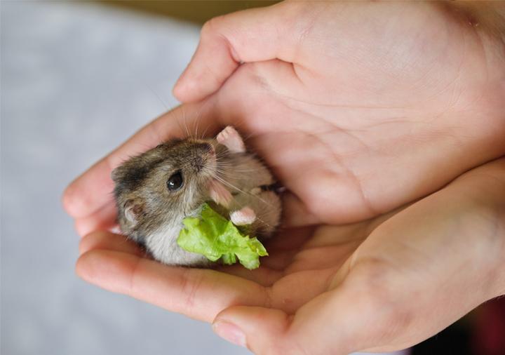 Jak skutecznie rozpoznać płeć u chomika – praktyczny przewodnik dla hodowców