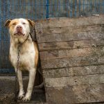 Pseudohodowle – Jak rozpoznać fałszywych hodowców i chronić zwierzęta?