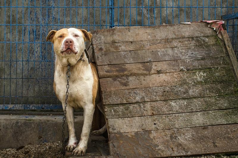 Pseudohodowle – Jak rozpoznać fałszywych hodowców i chronić zwierzęta?