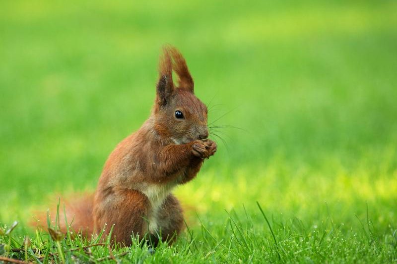 Tajemnice diety wiewiórek – co tak naprawdę jedzą te urocze gryzonie?