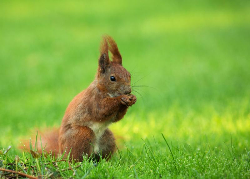 Tajemnice diety wiewiórek – co tak naprawdę jedzą te urocze gryzonie?