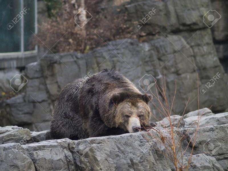 Przyroda w mieście i bioróżnorodność