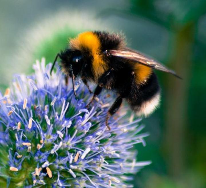 Spotkanie z trzmielem wskazówki