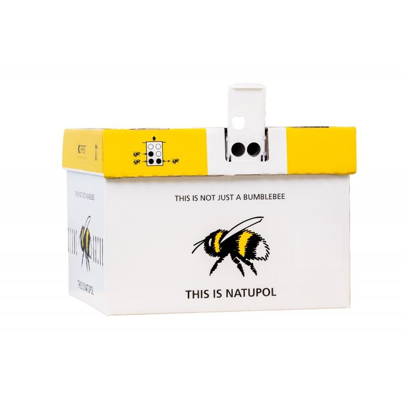 Trzmiele fakty i mity