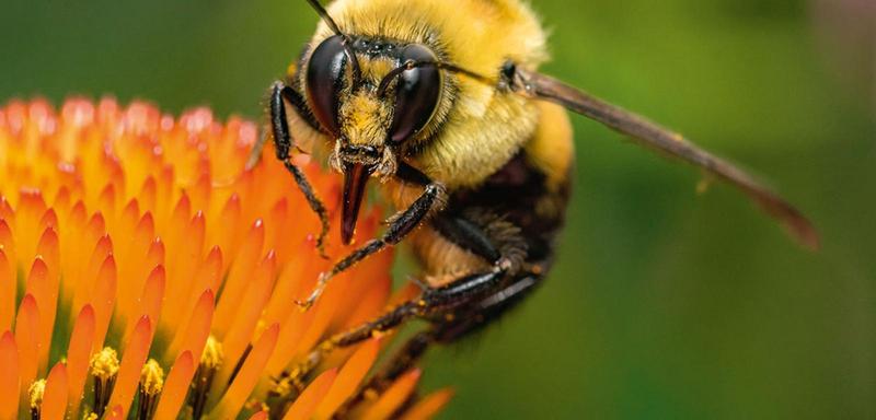 Zachowanie trzmieli i bezpieczeństwo