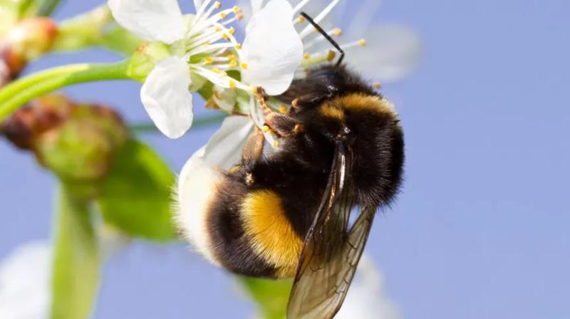 Czy trzmiele naprawdę gryzą? Fakty i mity o tych owadach
