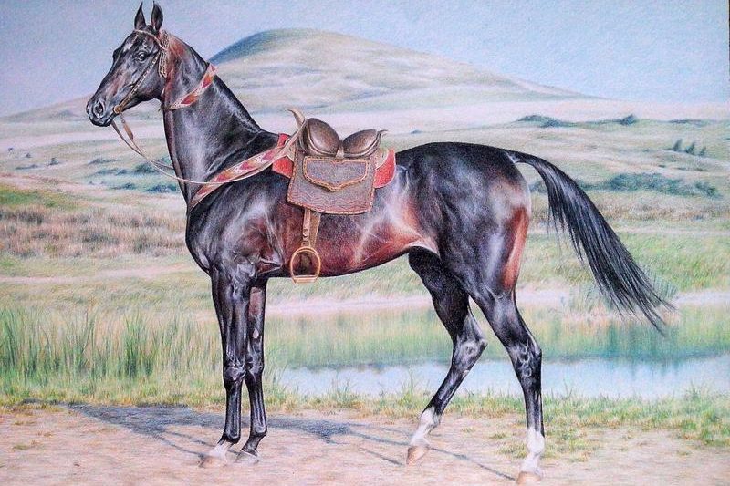 Kiedy poznać konia turkmeńskiego? Fascynująca historia i cechy tej rasy